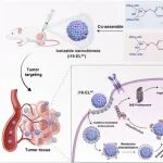 Angew：可电离Nano-PROTAC可克服内体包裹以实现增强的LRG1降解和肿瘤抑制