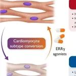 EHJ | 北京大学张岩/董尔丹等合作揭示心肌细胞亚型转换调控脓毒症心脏功能障碍新机制