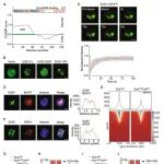 Immunity | 上海交通大学王锋团队揭示自身免疫性疾病新靶点