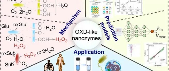ACS Appl. Mater. Interfaces | 纳米氧化酶的研究进展、催化机制与应用前景