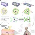 AFM | 西南林大杜官本、杨龙团队：碳点桥接效应促使长链和短链聚合物交织 - 显著提高水凝胶性能