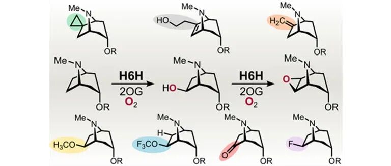 阅读 JACS | 利用莨菪碱类似物精修莨菪碱6β-羟化酶催化的底物-辅因子取向模型