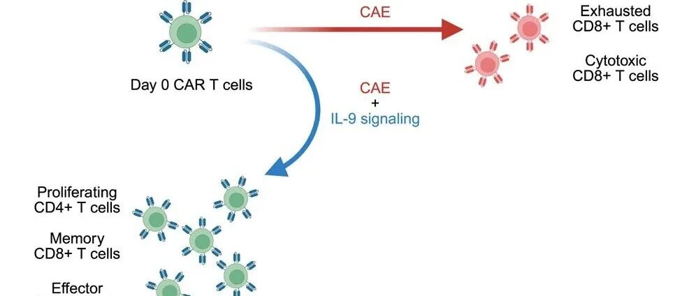 文献速递 | IL-9 信号传导将 CAR T 细胞命运重定向至 CD 8+ 记忆和 CD 4+ 循环状态，增强抗肿瘤功效