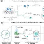 上海有机所陈以昀团队：为生命科学研究安装“光控开关”
