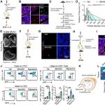 J Neuroinflamm  | 中山大学陆正齐研究团队揭示调控中枢免疫器官新机制，提出脑卒中后免疫治疗无细胞策略