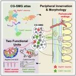 Neuron | 复旦大学倪金飞等合作揭示交感功能单元的细胞与组织形式