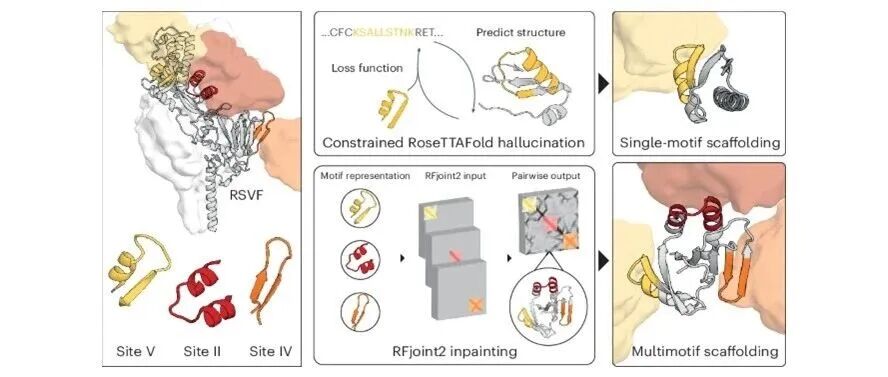 文献分享 | Nat. Chem. Biol.：基于深度学习的三非重叠蛋白表位精准单域支架设计