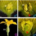 文献解读 | Science：中国农业大学张小兰团队攻克未解之谜——生长素促雌机理！