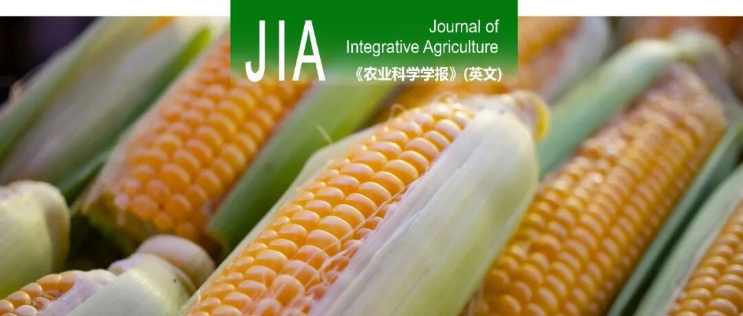 JIA | 扬州大学陆大雷教授课题组阐释氮钾肥配施提高糯玉米产量及养分吸收利用效率的研究