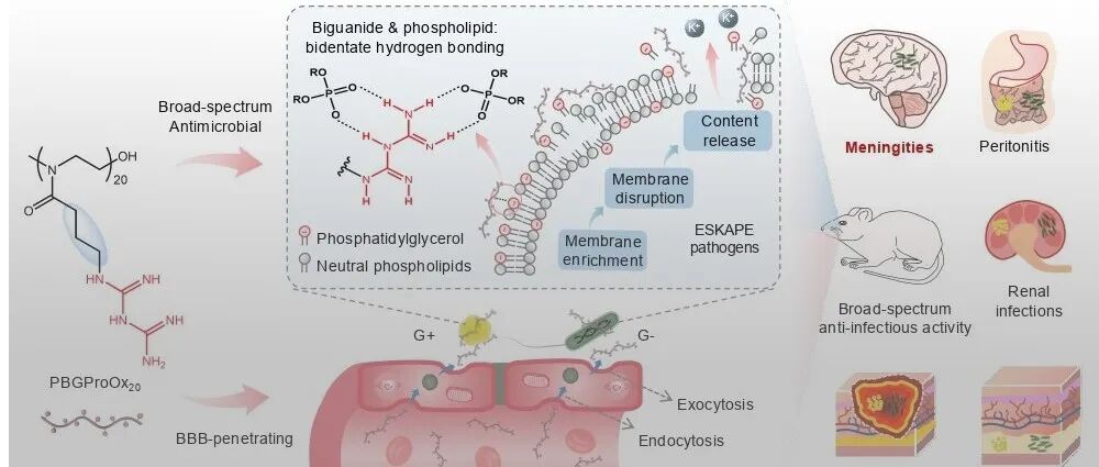 华东理工刘润辉教授课题组 Nat. Commun.：双胍化多肽模拟物抗多药耐药ESKAPE与脑膜炎