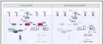 Cell Metab | 哈尔滨医科大学张志仁等团队揭示巨噬细胞PD-1在调节产热、能量消耗和代谢反应中的关键作用