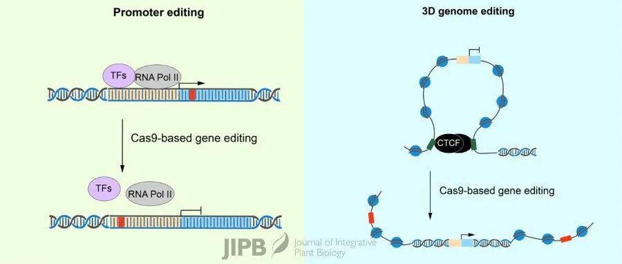JIPB丨热点评论: 利用3D基因组编辑重塑染色质环, 实现作物多性状协同改良