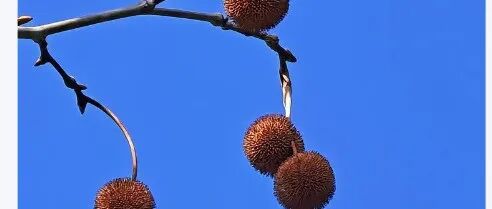 北航《INT J ENERG RES》：以梧桐果为原料制备多孔碳材料，用于金属燃料电池