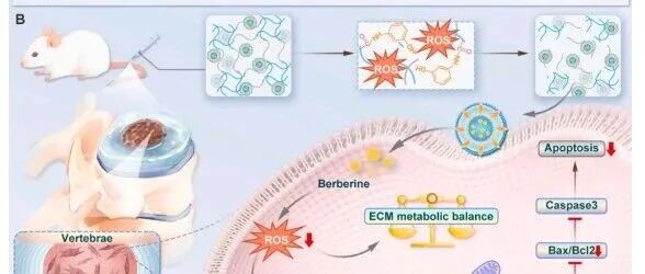 ROS响应性水凝胶负载小檗碱脂质体通过抑制线粒体分裂和凋亡延缓椎间盘退变
