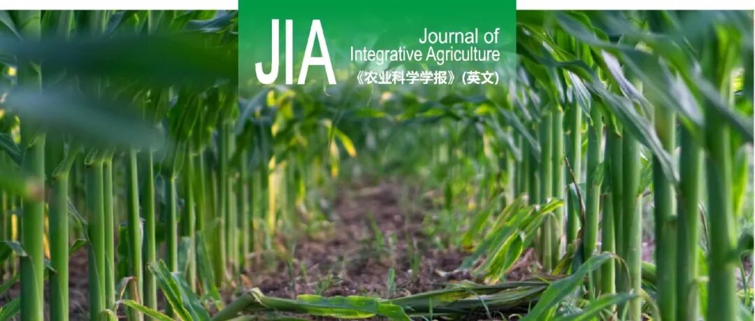 JIA | 四川农业大学袁继超教授团队揭示优化播期增加太阳辐射减轻玉米倒伏和产量变异