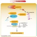 文献解读 | 中国农业大学农学院何绍贞/张欢团队解析甘薯软腐病抗性的分子机制