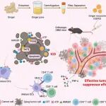 Nano Lett：天然姜源性外泌体可实现有效的胶质母细胞瘤治疗