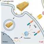 Biomaterials：自增强型紫磷-锰纳米催化剂可通过NIR-II光学治疗破坏氧化还原稳态和增强抗肿瘤免疫