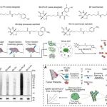 Mol. Cell | 体内蛋白质组学标记平台用于治疗靶点的发现
