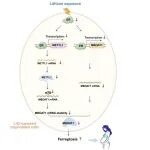 Nature子刊&#160;|&#160;张慧东/赵德鹏/郭庚&#160;(通讯)+孙义/黄文欣&#160;(一作)：锂暴露导致铁死亡而引发不明原因流产