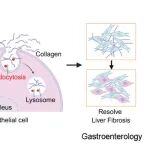 Gastroenterology | 海军军医大学侯晋/王敏君/李翔/刘辉团队提出克鲁肽诱导间皮细胞逆转肝纤维化新策略