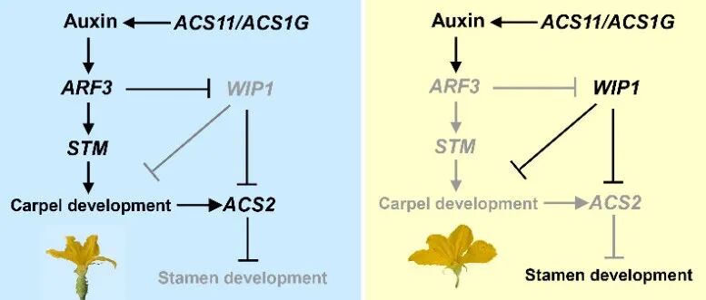 攻克未解之谜！中国农业大学最新Science
