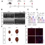 Angiogenesis | 厦门大学/厦心张雁惠/揭领军/潘磊团队揭示心肌肥厚后血管新生的新机理