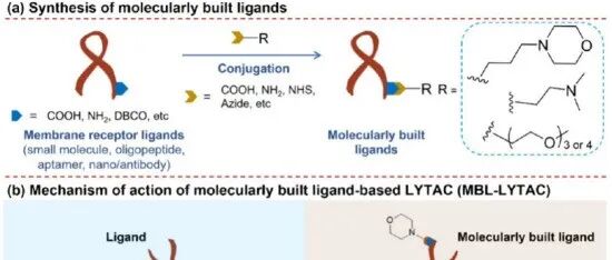 ACS Cent. Sci. | 分子构建的配体通过增强膜受体在溶酶体中的积累来降解