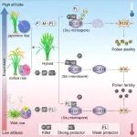 Mol Plant | 华南农业大学陈乐天/刘耀光团队破解水稻生殖隔离温度敏感性的分子机理