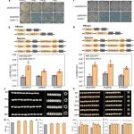 Nature Commun | 让籽粒更"重"、产量更"高"！河南农业大学国家级领军人才团队揭示重要粮食作物籽粒淀粉合成机制