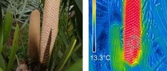 Science封面！花朵变色前的古老罗曼史：植物如何用“体温”谈情说爱？
