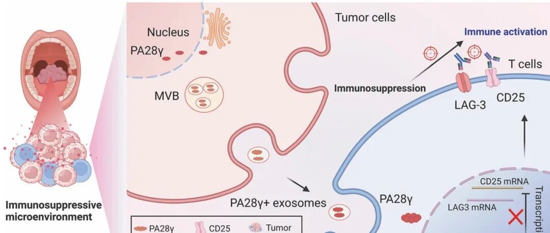 IF=20！四川大学李敬/陈谦明合作取得新进展
