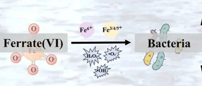 【J.Hazard.Mater】铁酸盐（VI）促进水中抗生素耐药细菌和氯耐药细菌的失活