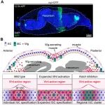 Sci Adv | 华中科技大学郭峥/蔺蓉课题组合作揭示肠道干细胞选择机制