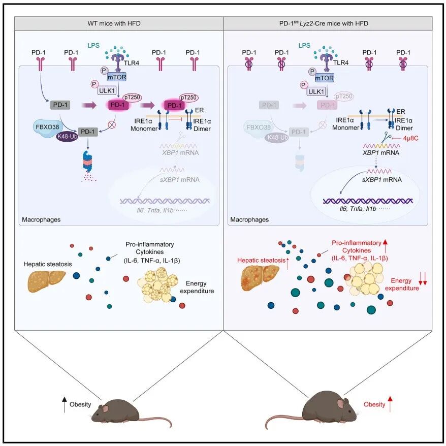 Cell Metab | 哈尔滨医科大学张志仁等团队揭示巨噬细胞PD-1在调节产热、能量消耗和代谢反应中的关键作用