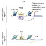 Nature | 再次封神！禁食助攻乳腺癌治疗，禁食通过激活糖皮质激素增强乳腺癌治疗效果