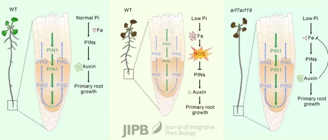 JIPB | 华中师范大学任峰团队与河南大学刘文成团队合作揭示低磷胁迫通过诱导Fe积累和ROS爆发抑制生长素极性运输与主根生长