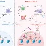 IF=20！复旦大学杜世锁/高超/柯爱武合作取得新进展