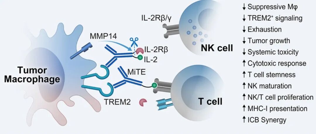 Cell | 肿瘤“免疫盲区”有望被攻克？挑战实体瘤，免疫治疗新技术MiTE来