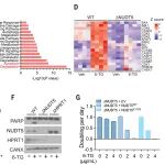 Science | 背靠背！“打工摸鱼”的蛋白，竟是癌症耐药的关键：NUDT5同时调节嘌呤从头及挽救合成过程
