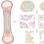 Bone Res｜空军军医大学杨柳/郑超团队新发现：骨骼生长与修复——肥大软骨细胞转分化与血管生成偶联机制