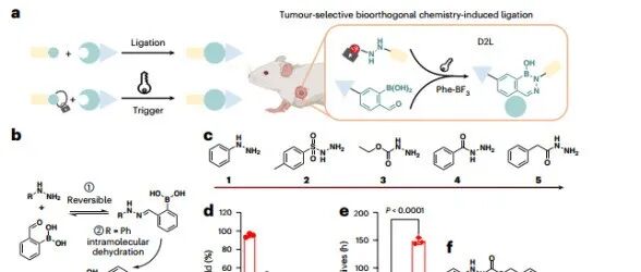 Nature Biomedical Engineering|蛋白水解靶向嵌合体和纳米颗粒的肿瘤特异性生物正交合成增强T细胞活性