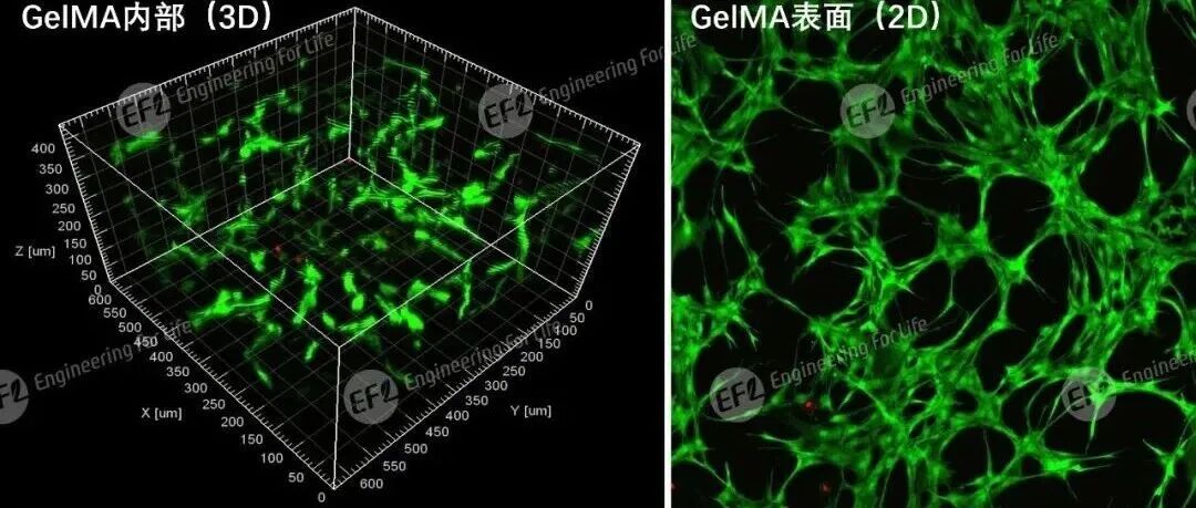 光固化GelMA水凝胶（EFL-GM系列）