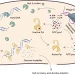 陈实/王连荣团队：联合揭示双重信号激活的原核生物免疫防御新范式