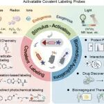 Chem, Soc, Rev：可激活共价标记探针的设计、机制及生物学应用