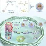 ACS Nano：线粒体靶向聚合物胶束可通过级联能量干预缓解椎间盘退变