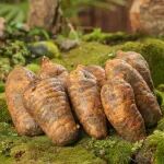 《食品科学》：西南林业大学郭磊副教授等：天麻多酚成分鉴定及其对α-淀粉酶和α-葡萄糖苷酶的抑制作用