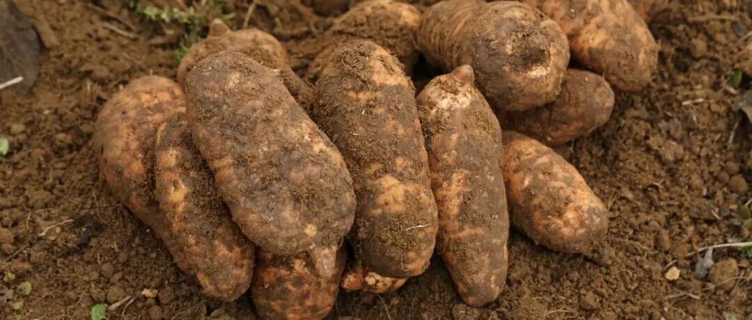 《食品科学》：吉林农业大学文连奎教授、贺阳副教授等：天麻醋改善肥胖小鼠糖脂代谢紊乱作用