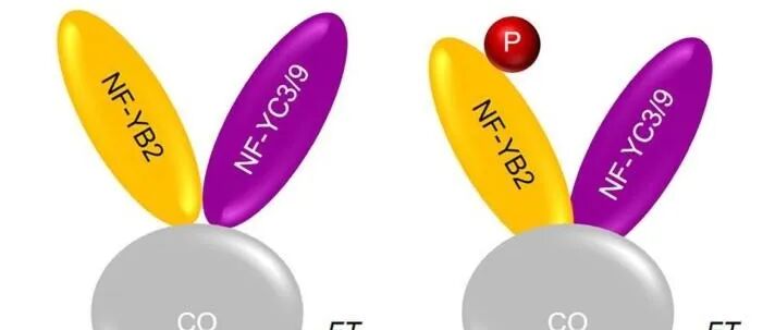 文献分享|拟南芥 MAPKKK18–MAPKK3–MAPK1/2/7/14 级联通过磷酸化 NF-YB2 正向调节开花