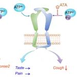 PNAS |&#160;于烨/汪津团队：离子通道偏好性激活与功能编码再获实证